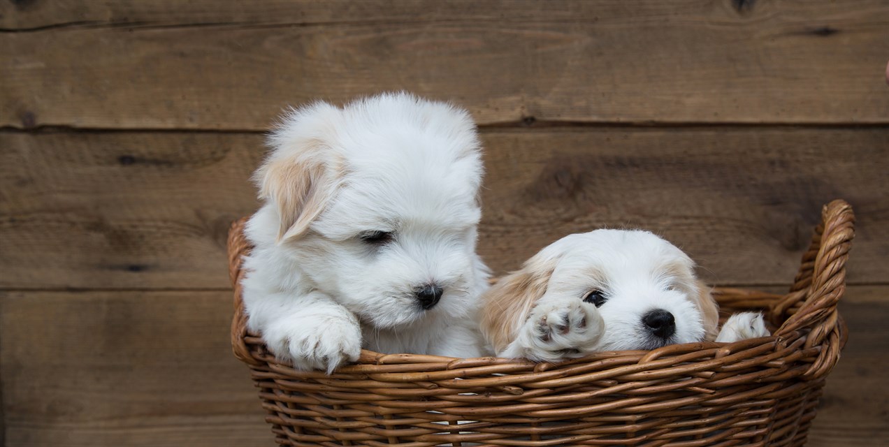 Two cute Coton De Tulear Puppies itting inside rattan basket