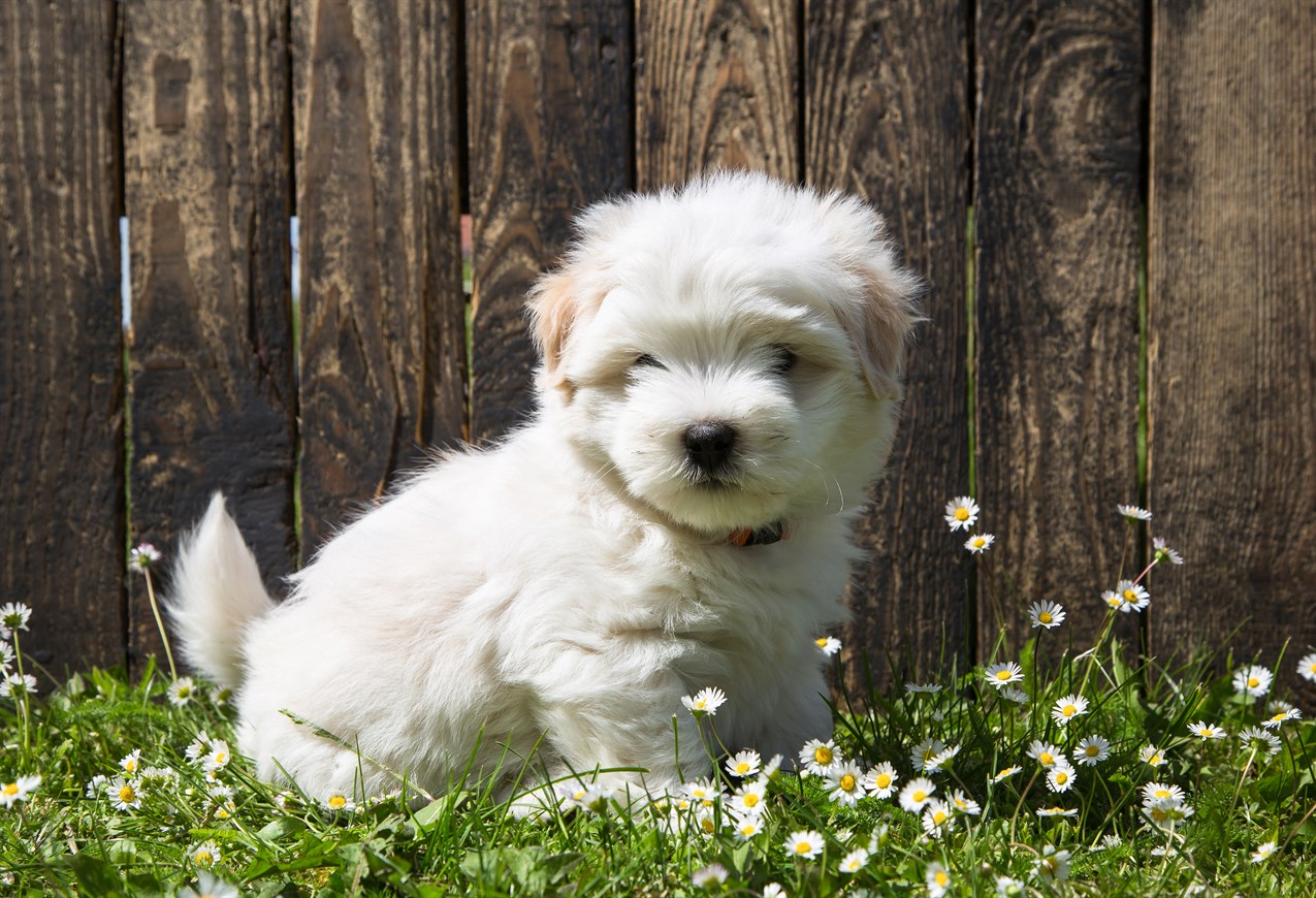 Coton De Tulear Puppy standing on small flower filed next to a fence