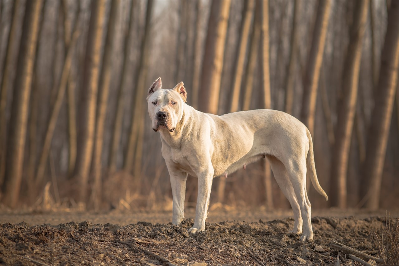 Dogo Argentino Dog standing on dirt road next to the woods