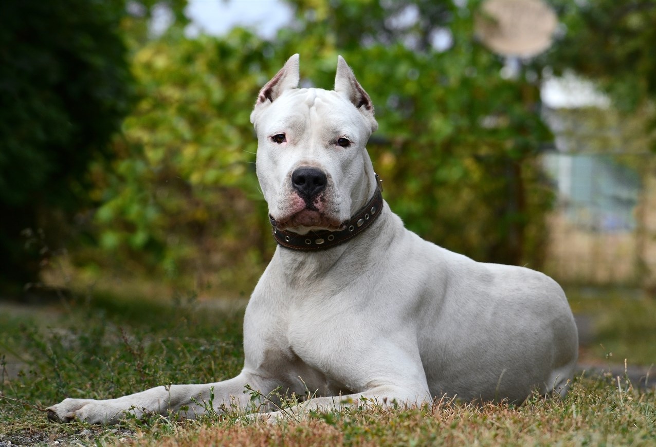 Dogo Argentino Dog sitting down on grass ground with tall trees background