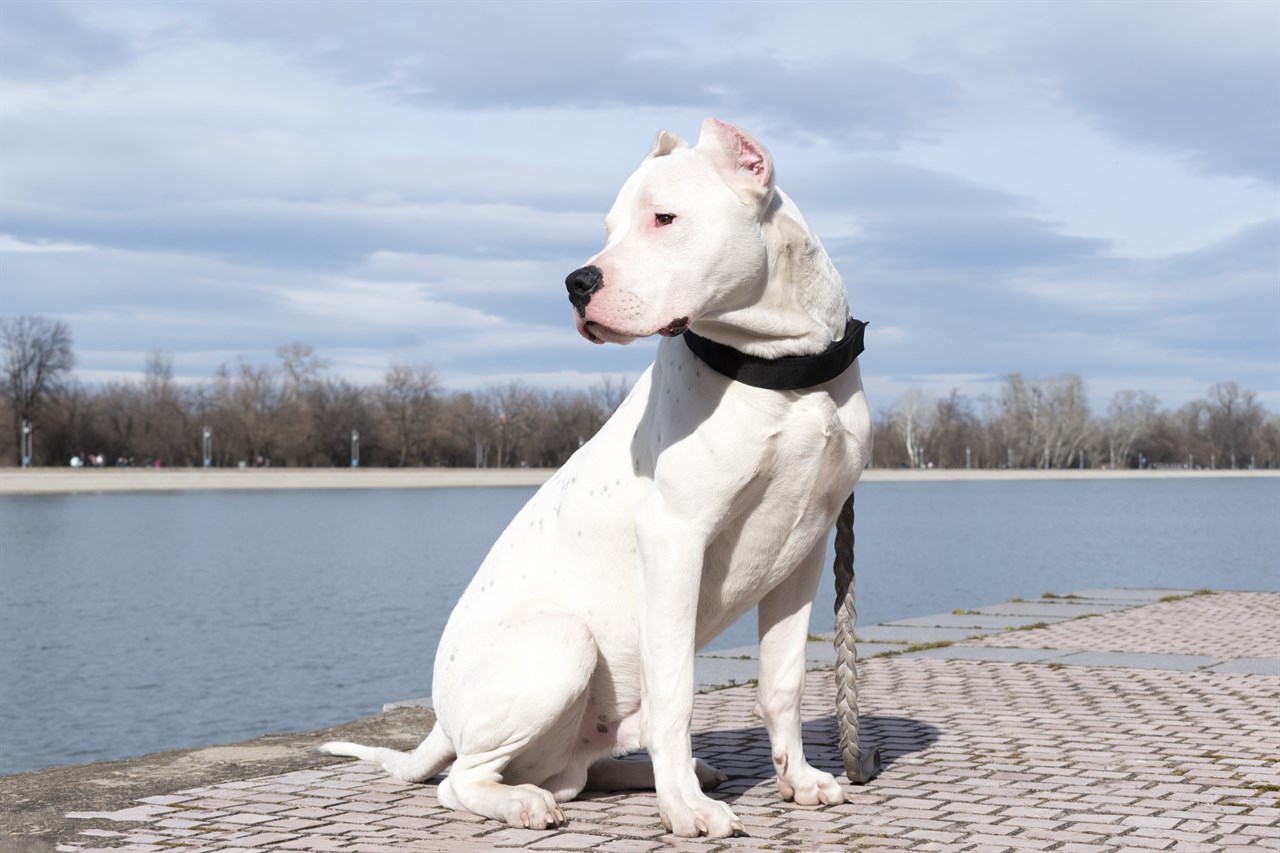 Dogo Argentino Dog standing on stone pathway next to a river