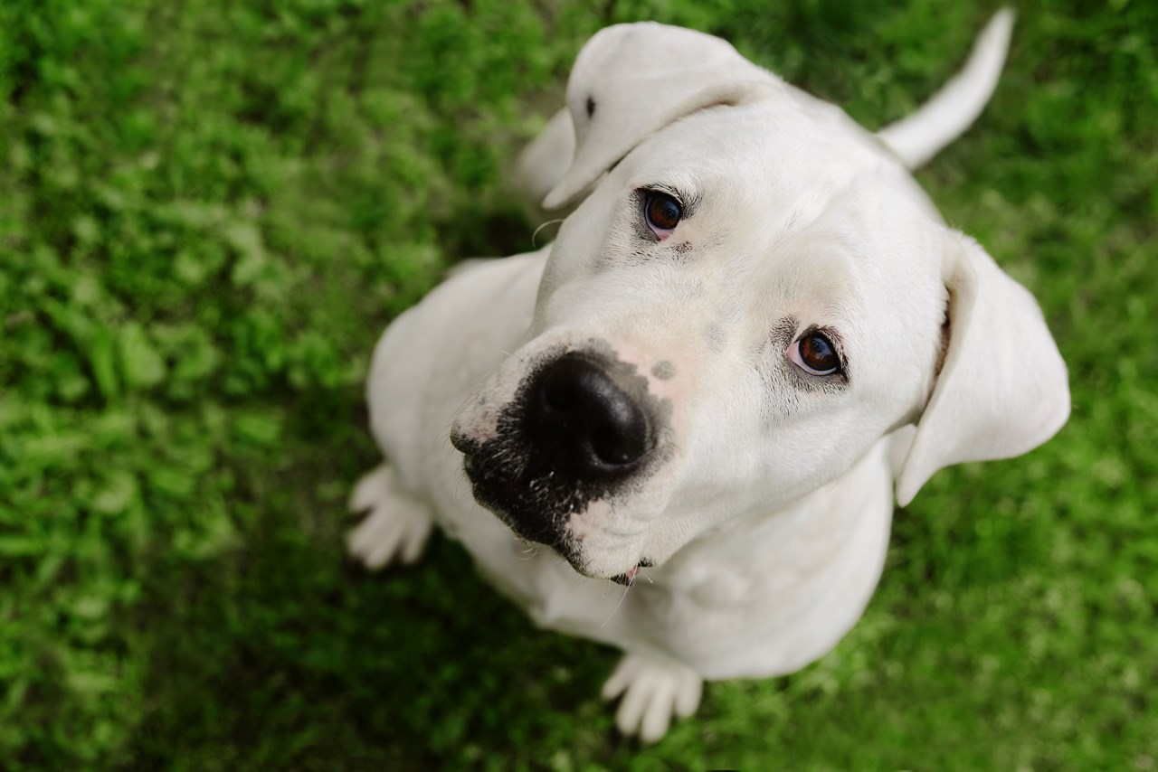 Close up view of Dogo Argentino Dog looking up