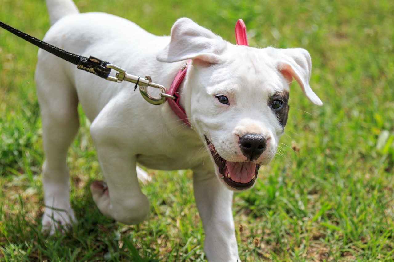 Dogo Argentino Puppy smiling wide towards the camera wearing a red collar