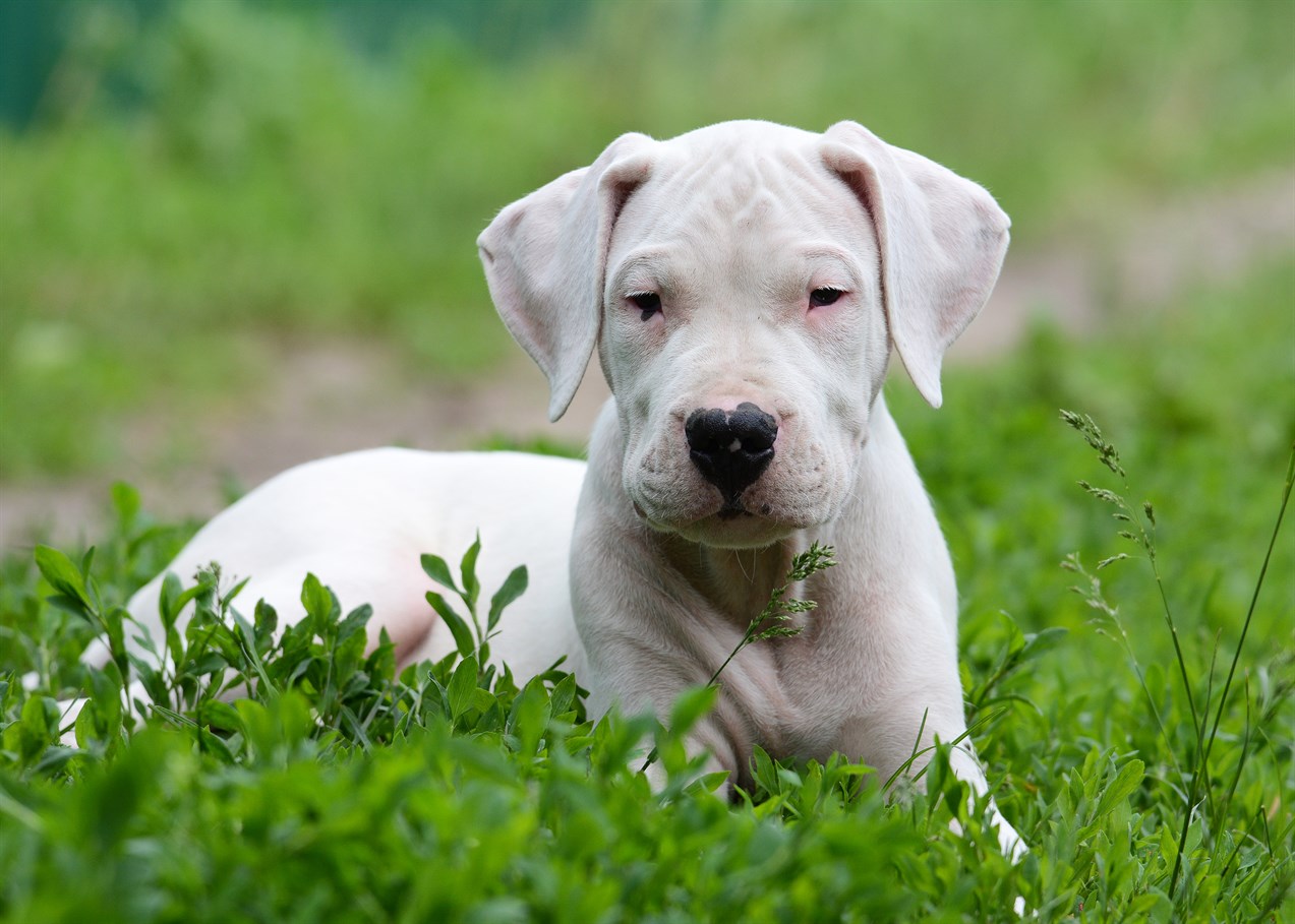 Dogo Argentino Puppy sitting on grass looking sleepy