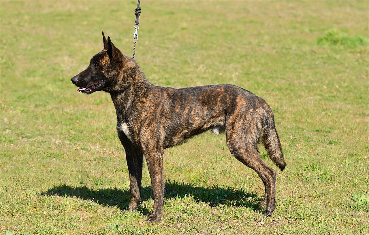 Side view of Dutch Shepherd Dog standing on patchy grass wearing a leash