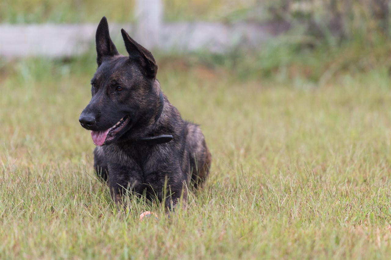 Dutch Shepherd Dog sitting down on tall grass field smiling