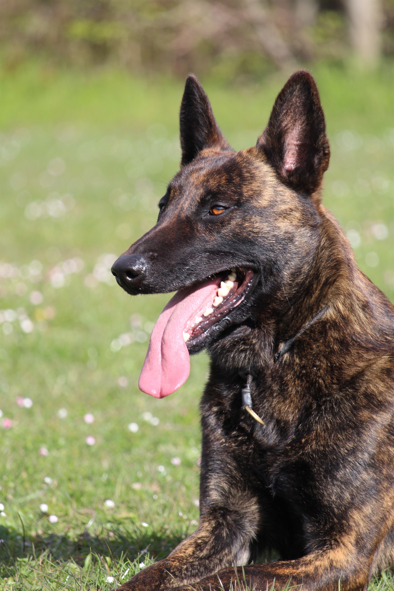 Close up view of Dutch Shepherd Dog smiling with its tongue sticking out