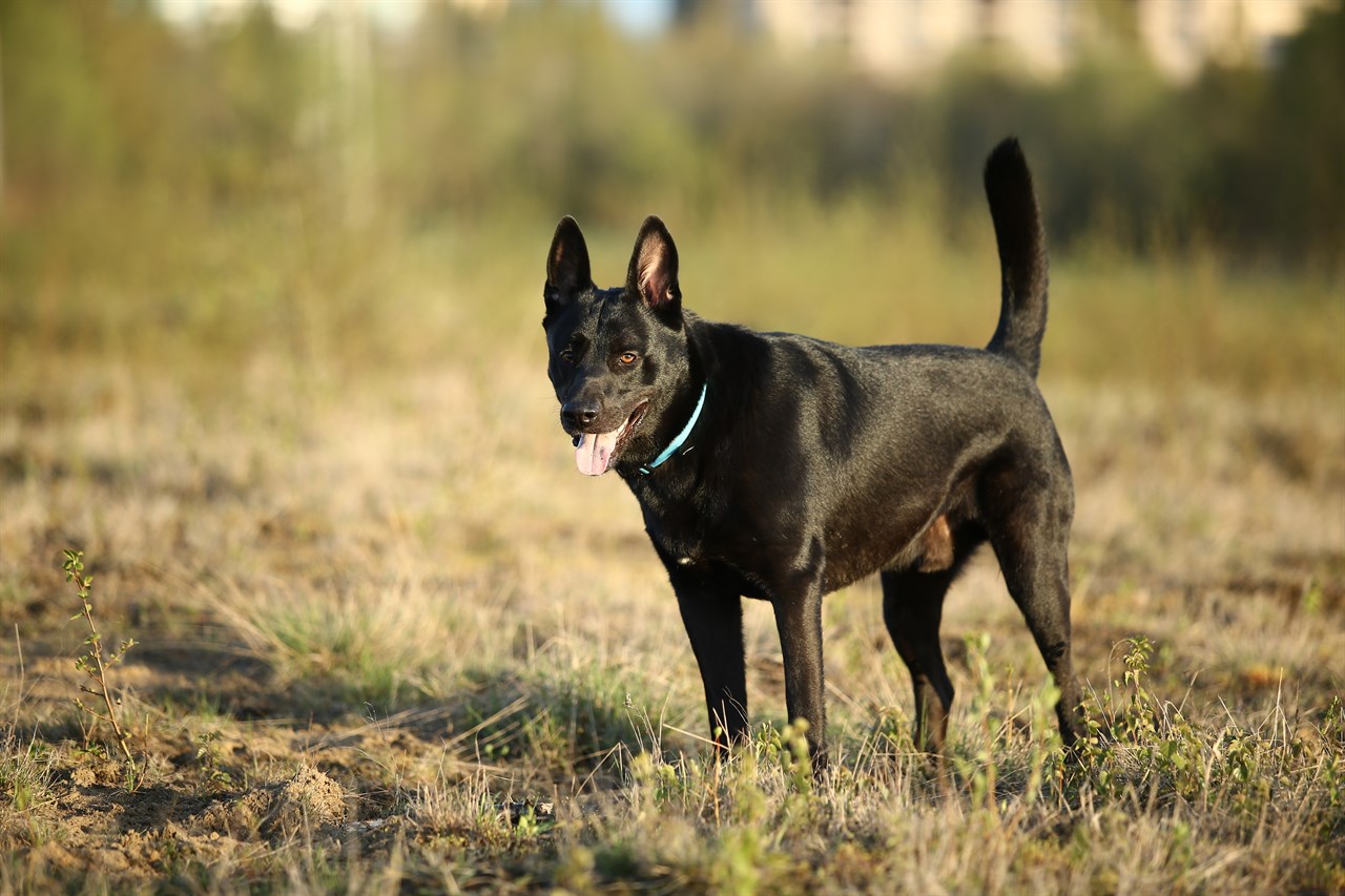 Dutch Shepherd Dog smiling towards camera standing outdoor on sunny day