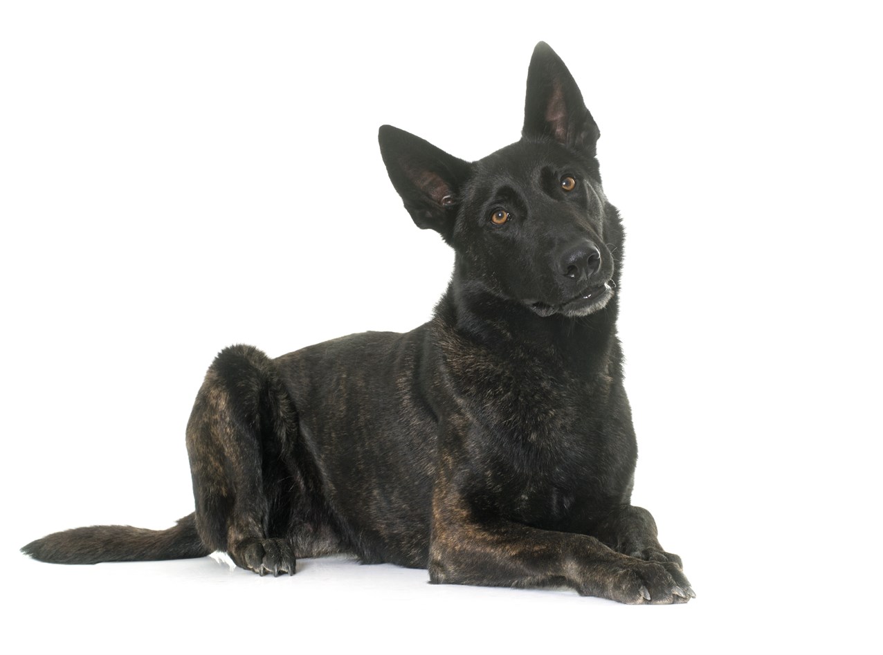 Dutch Shepherd Dog sitting down looking at camera with white background