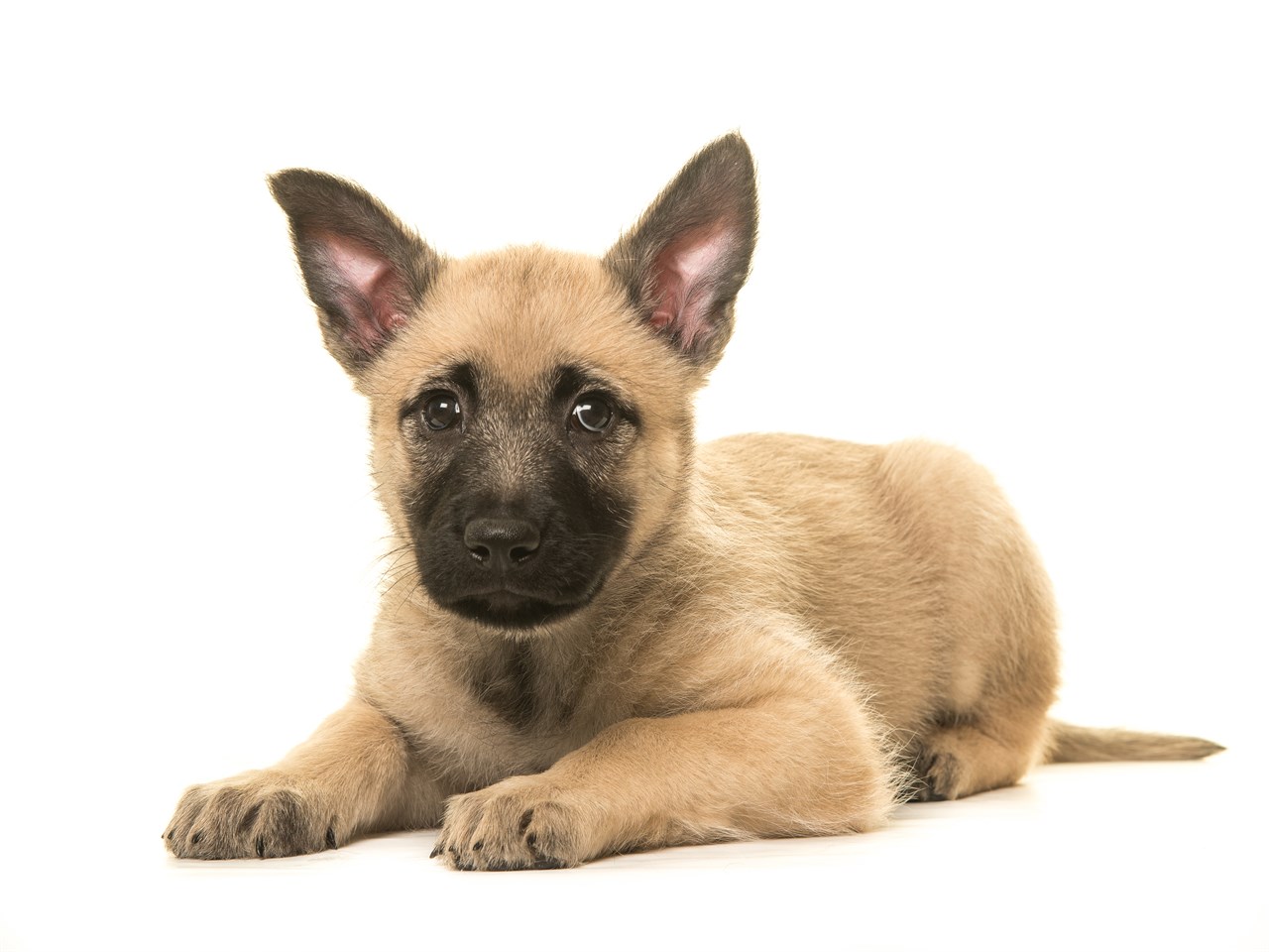 Dutch Shepherd Puppy sitting down looking towards the camera with white background