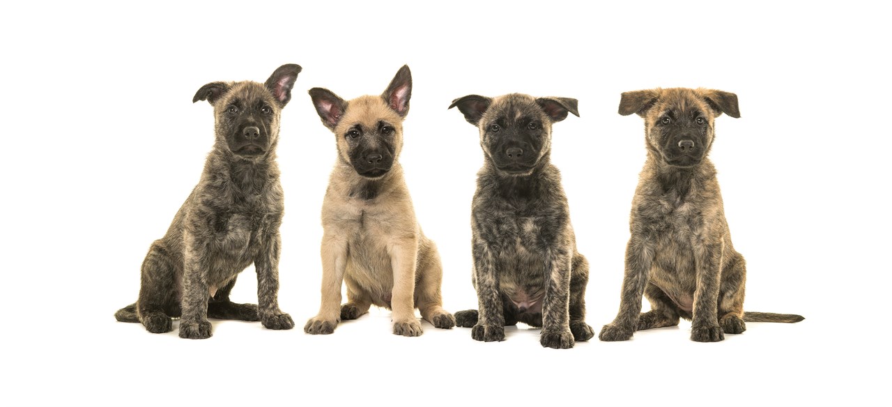 Four Dutch Shepherd Puppies standing next to each other with white background