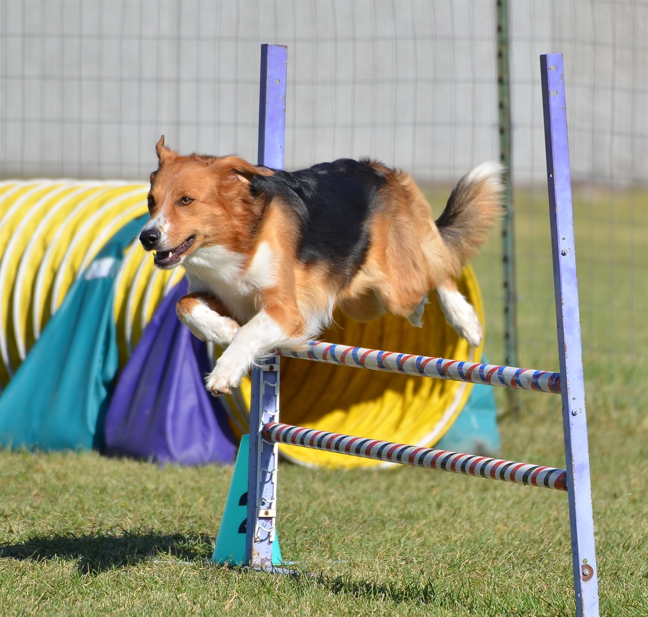 English Shepherd Dog jumping over dog agility jumps poles