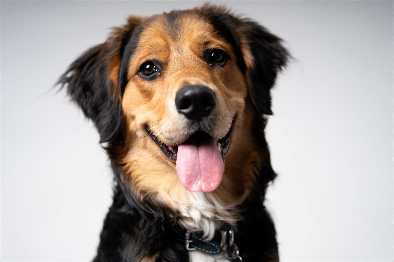 Close up view of English Shepherd Dog smiling at camera