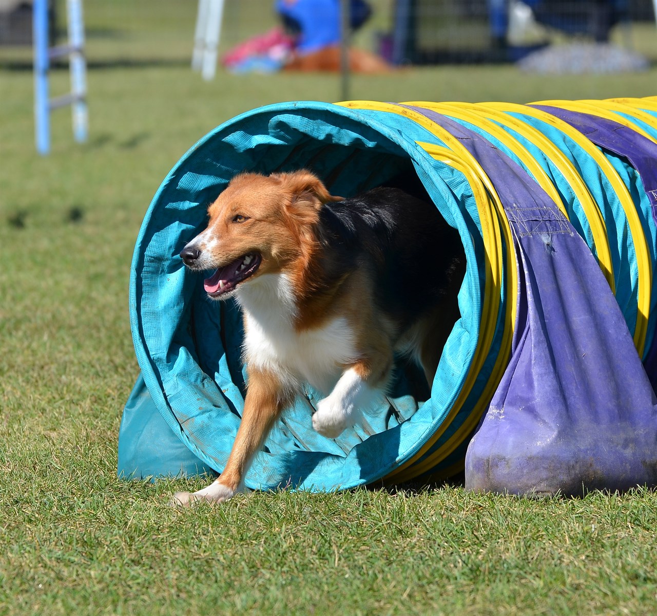 English Shepherd Dog coming out from dog agility tunnel