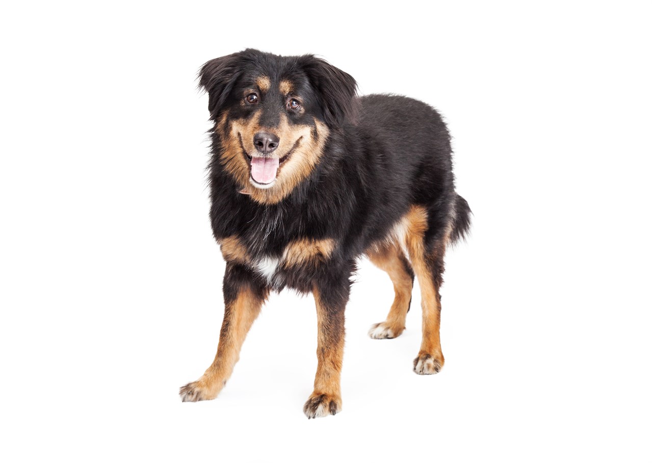 English Shepherd Dog standing and smiling at camera with white background