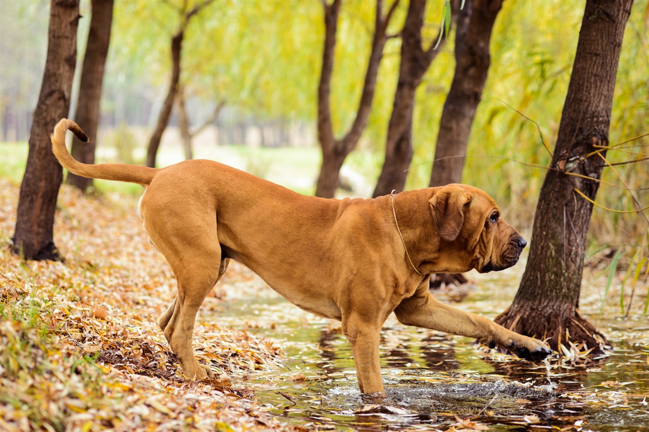 Fila Brasileiro Dog walking down shallow river in the woods