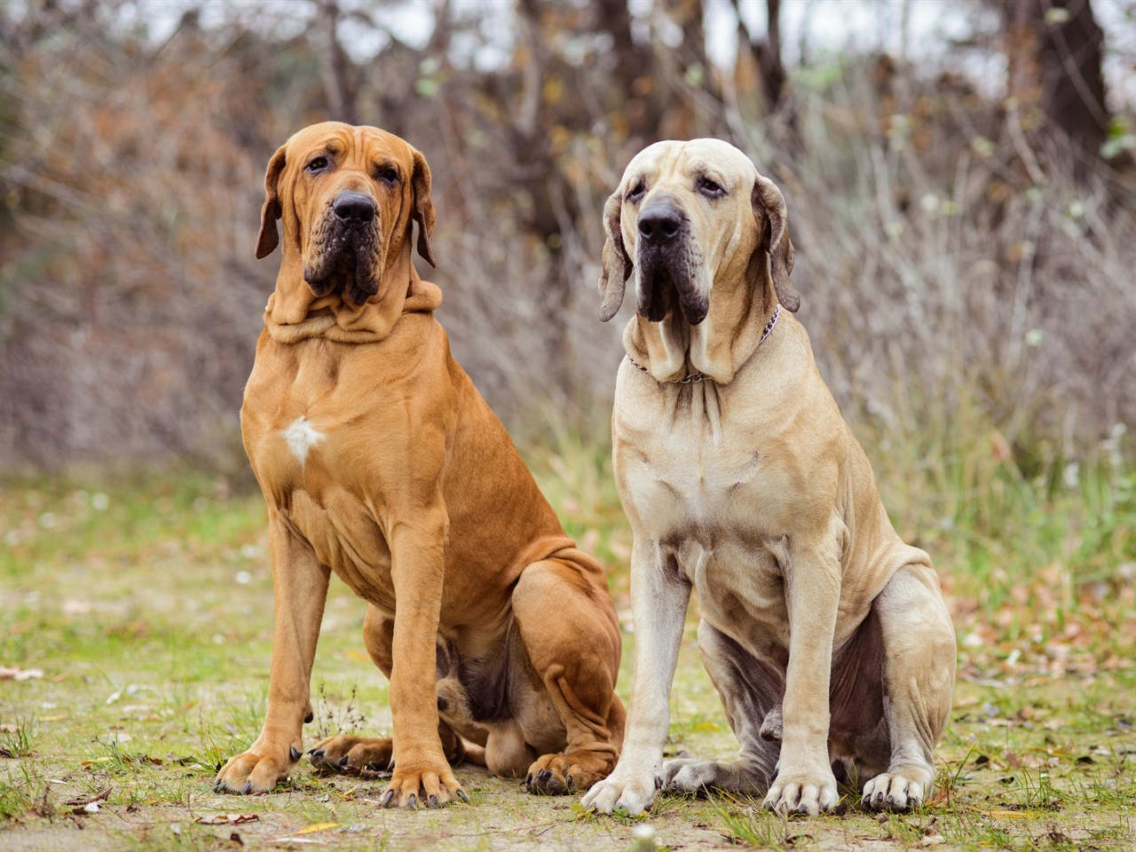 Two Fila Brasileiro Dogs standing together outdoor near the woods