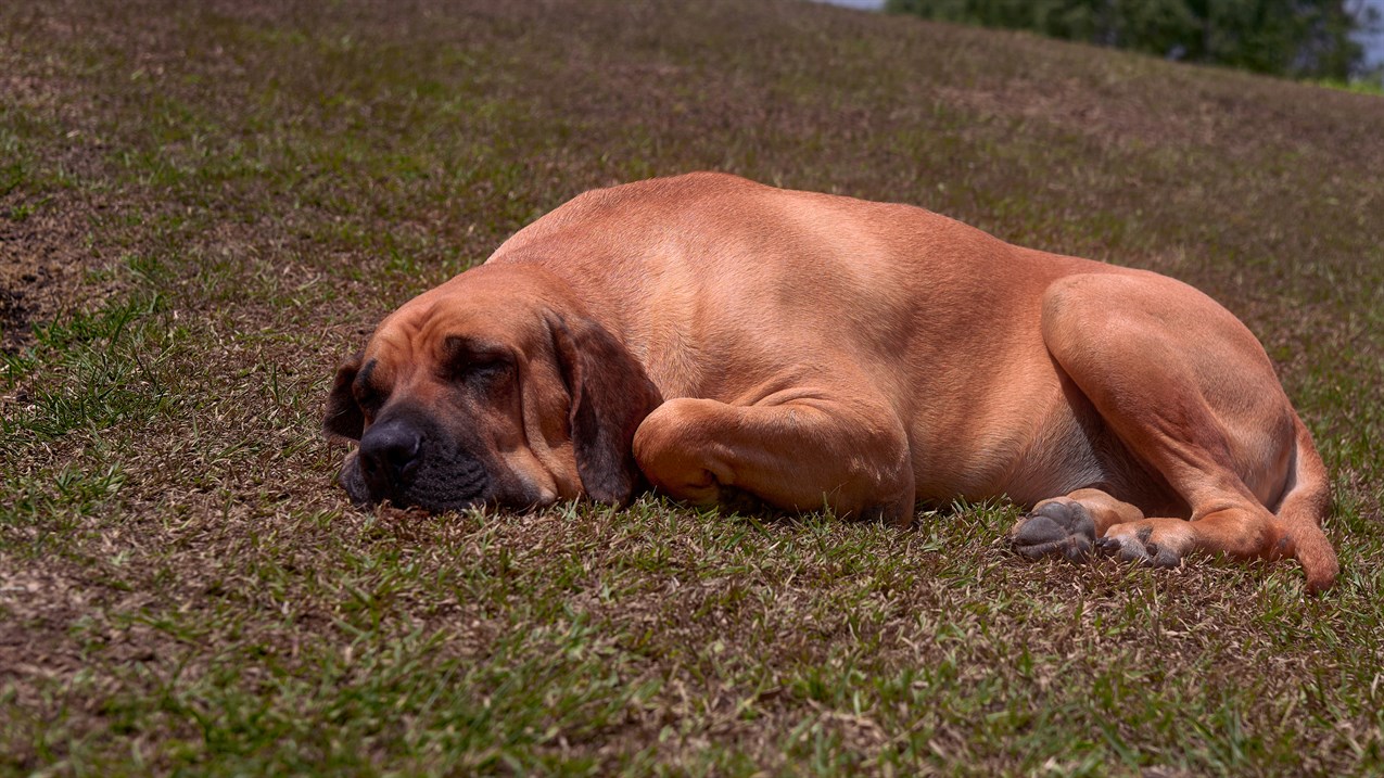 Fila Brasileiro Dog sleeping outdoor on the grass