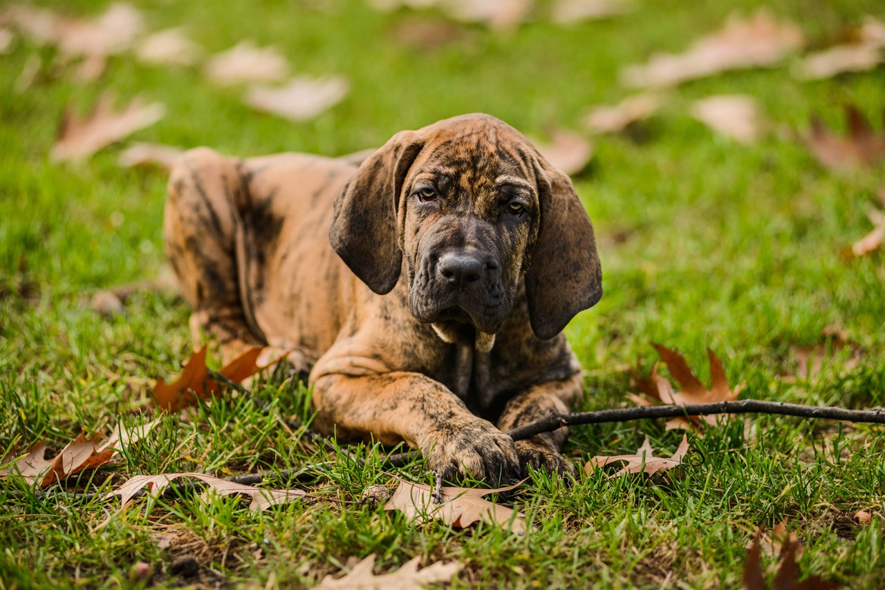 Fila Brasileiro Puppy sitting down on grass field looking towards the camera