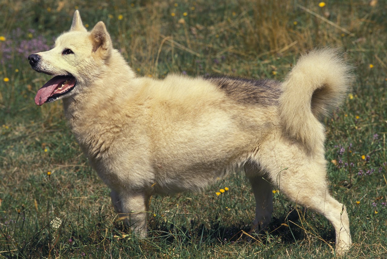 Side view of Greenland Dog standing on green grass smiling