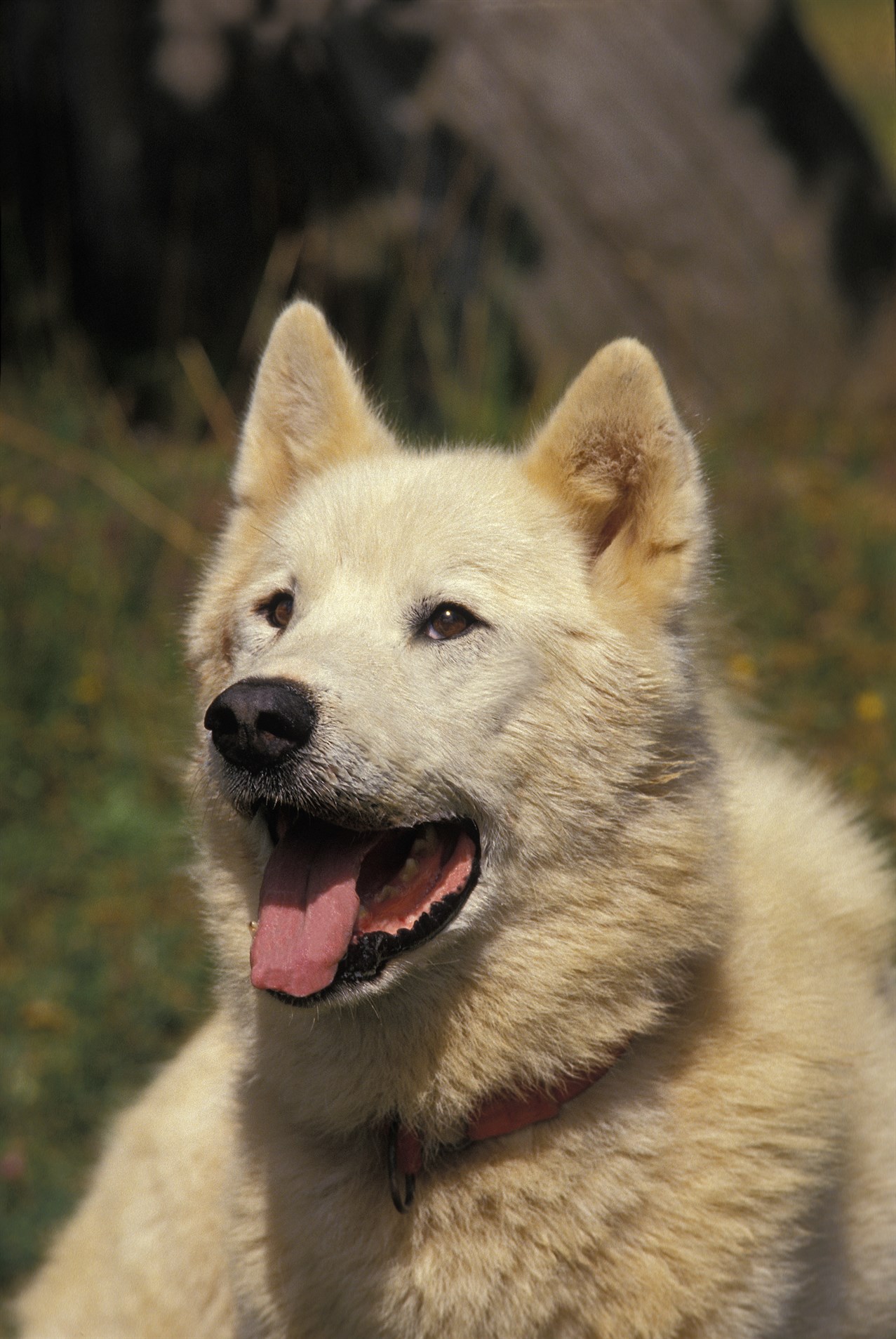 Close up view of Greenland Dog smiling