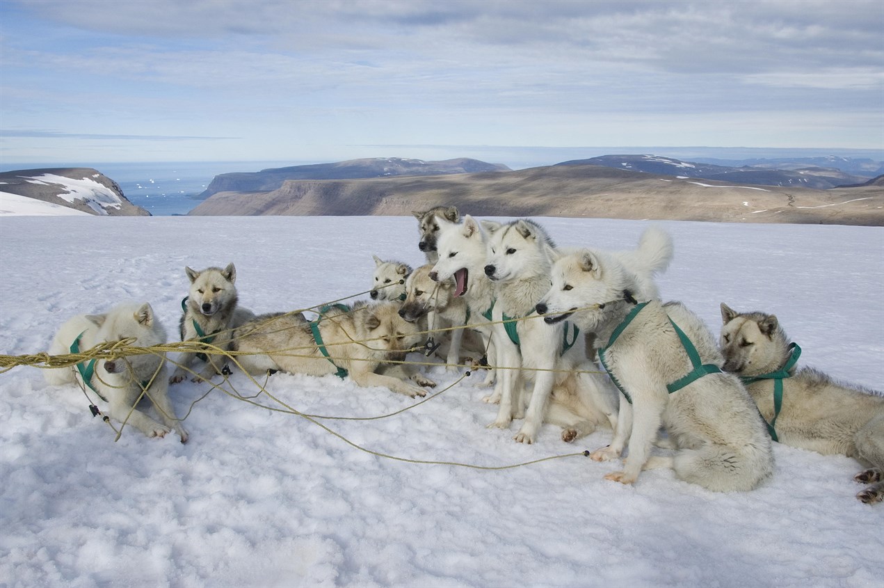 A pack of Greenland Dogs resting on the snow wearing a leash