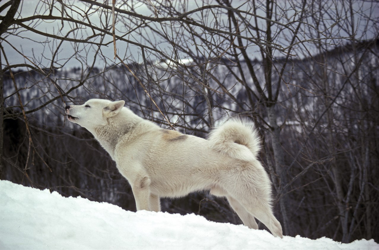 Greenland Dog standing on the snow near the woods