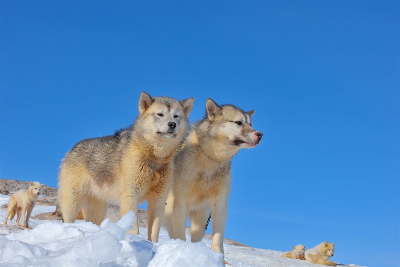 A pack of Greenland Dog standing on snow covered mountains