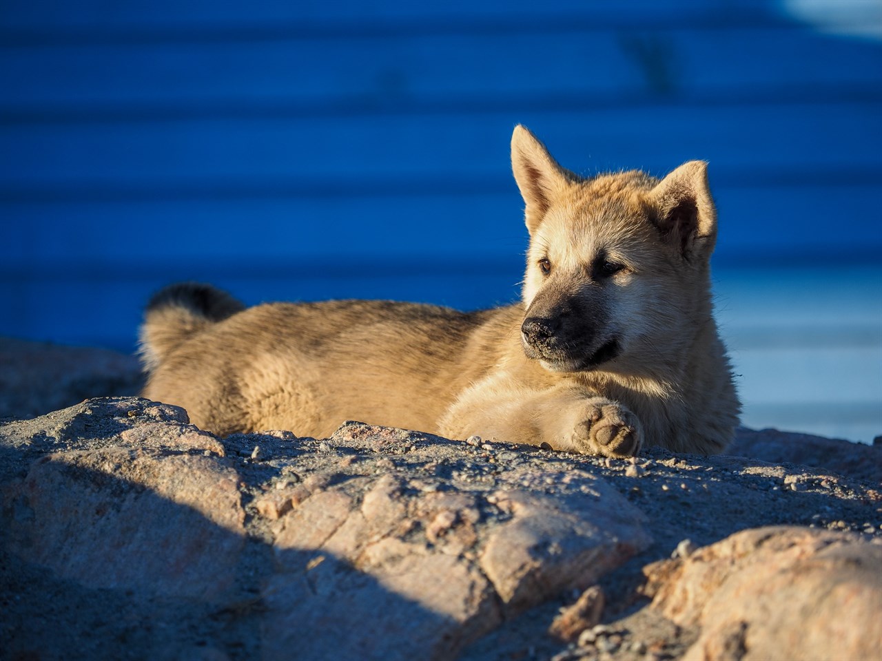 Greenland Dog Puppy sitting down on a bolder