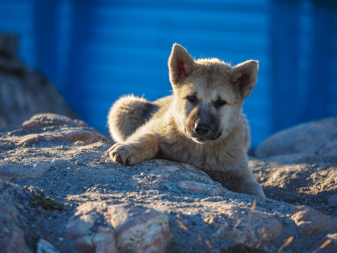 Greenland Dog Puppy sitting down on a bolder looking towards the camera