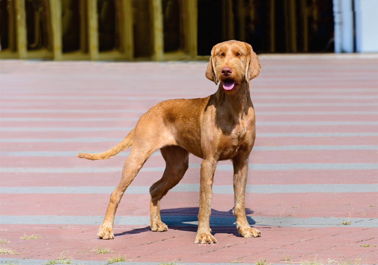 Hungarian Wirehaired Vizsla Dog standing on brickground on a sunny day