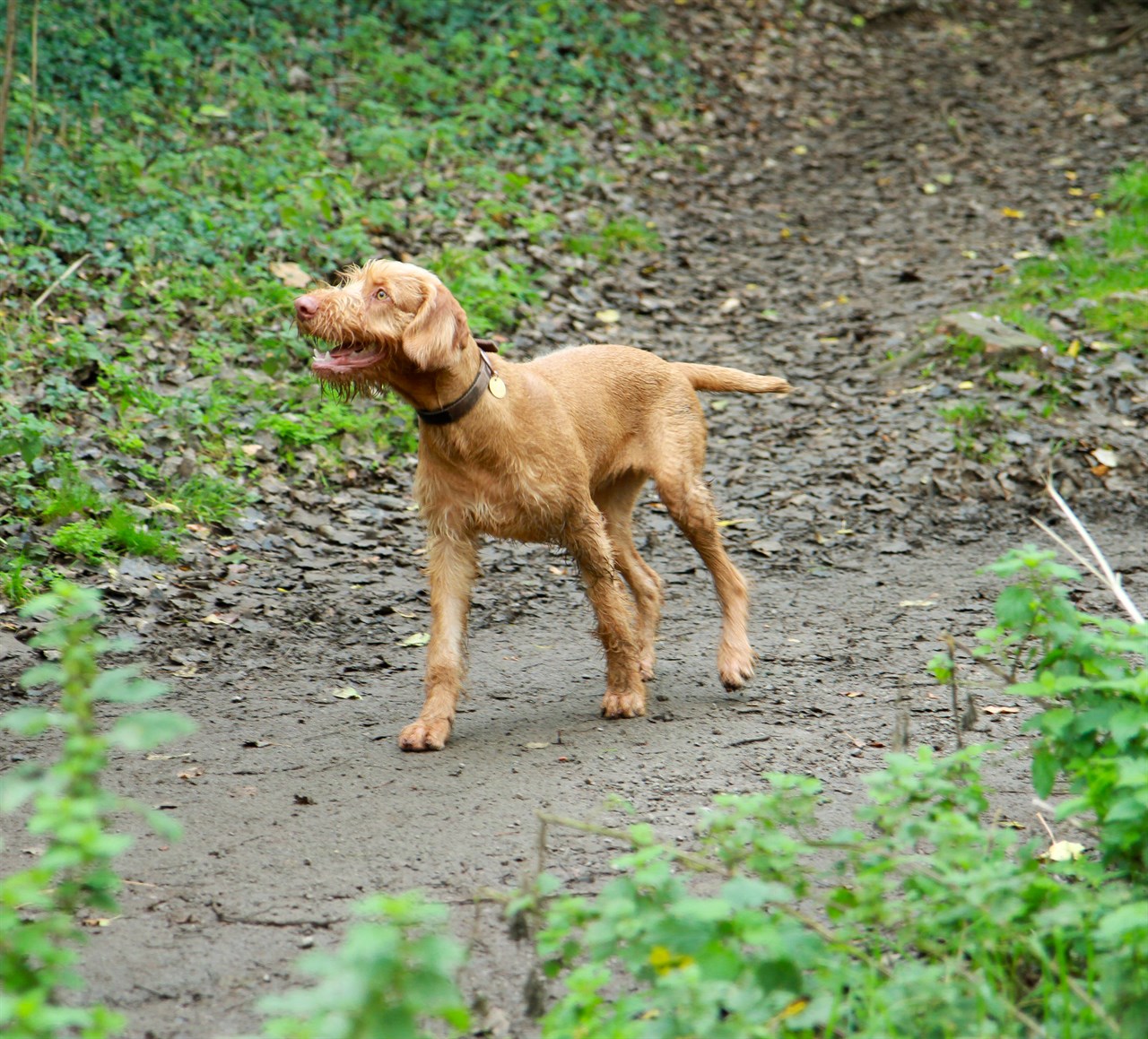 Hungarian Wirehaired Vizsla Dog enjoying walk on the dirt road