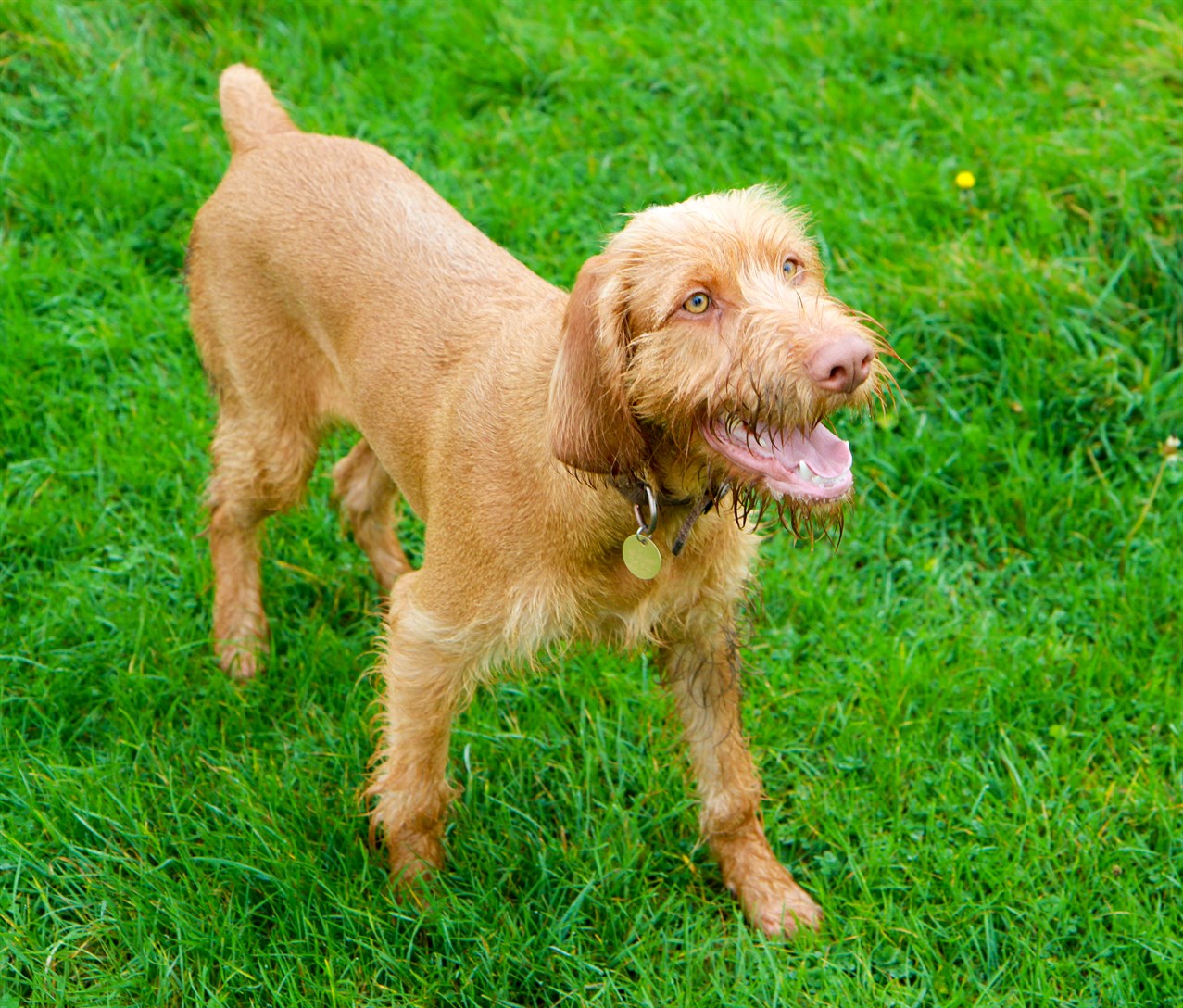 Hungarian Wirehaired Vizsla Dog standing on beautiful green grass smiling