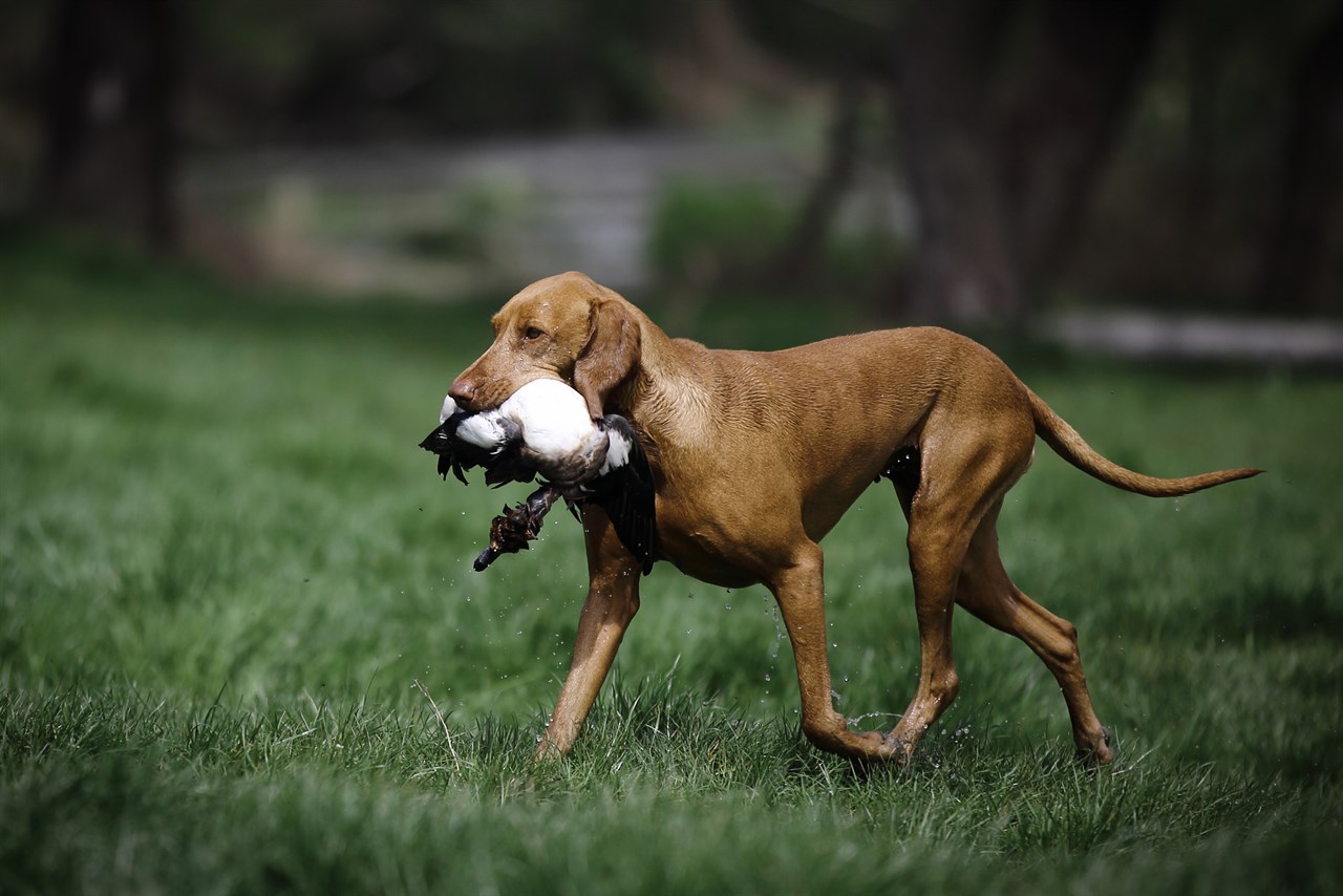 Hungarian Wirehaired Vizsla Dog walking on wet grass with dead bird in its mouth