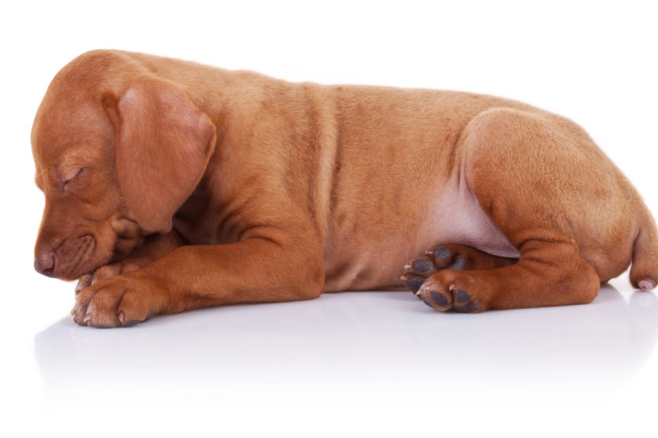 Hungarian Wirehaired Vizsla Puppy sleeping on the floor with background