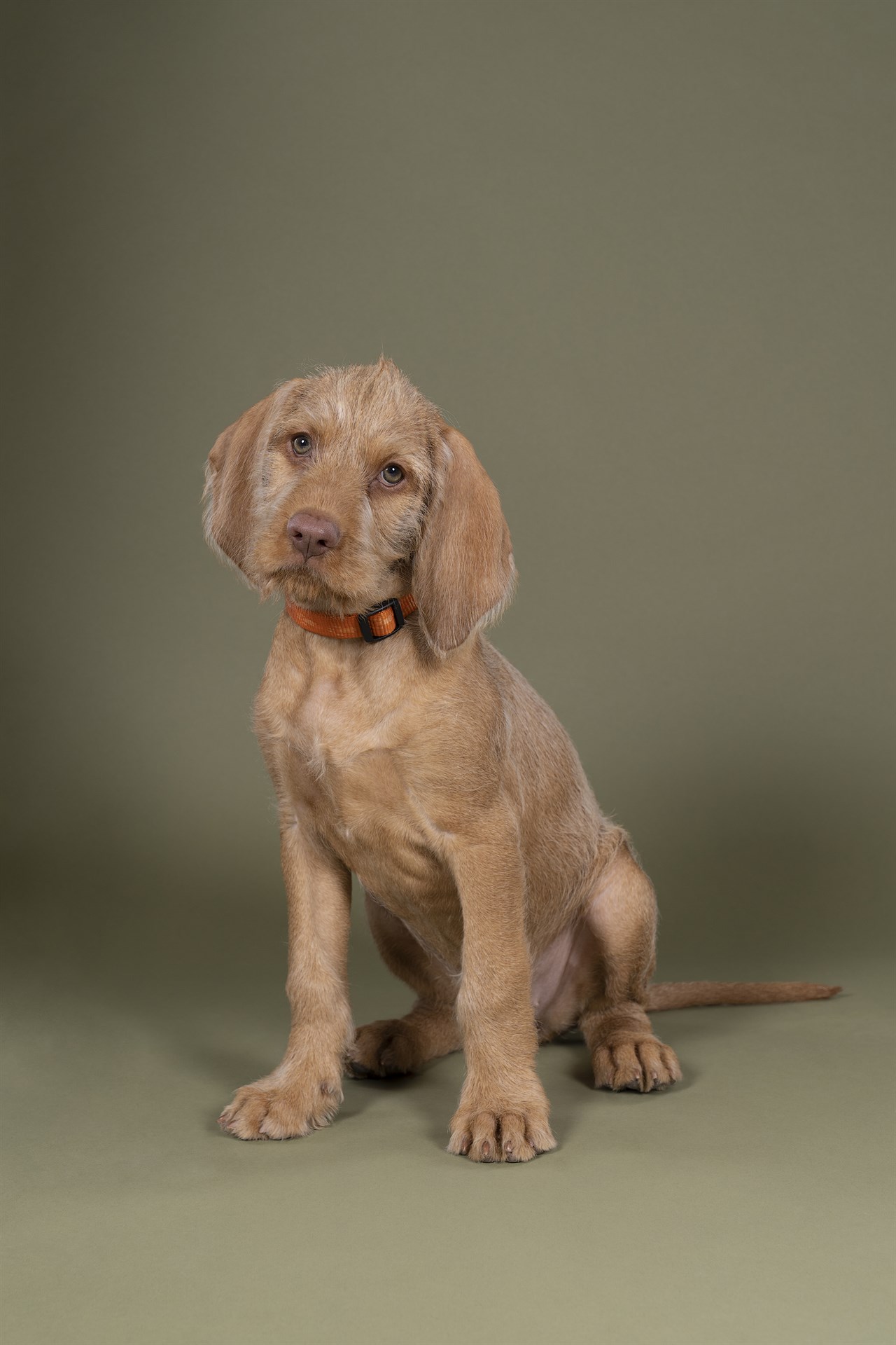 Hungarian Wirehaired Vizsla Puppy standing looking at the camera wearing a red collar