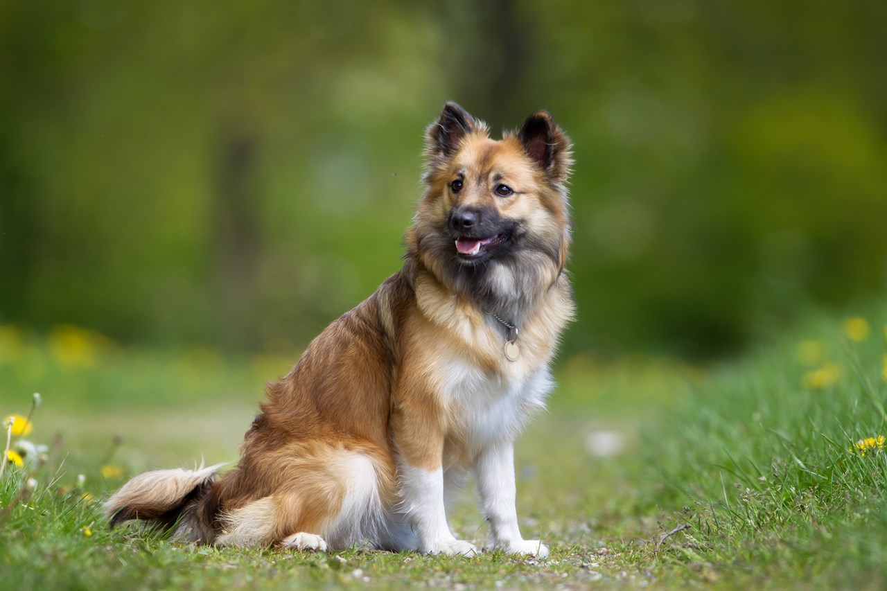 Icelandic Sheepdog Dog standing on green gras with small flower smiling