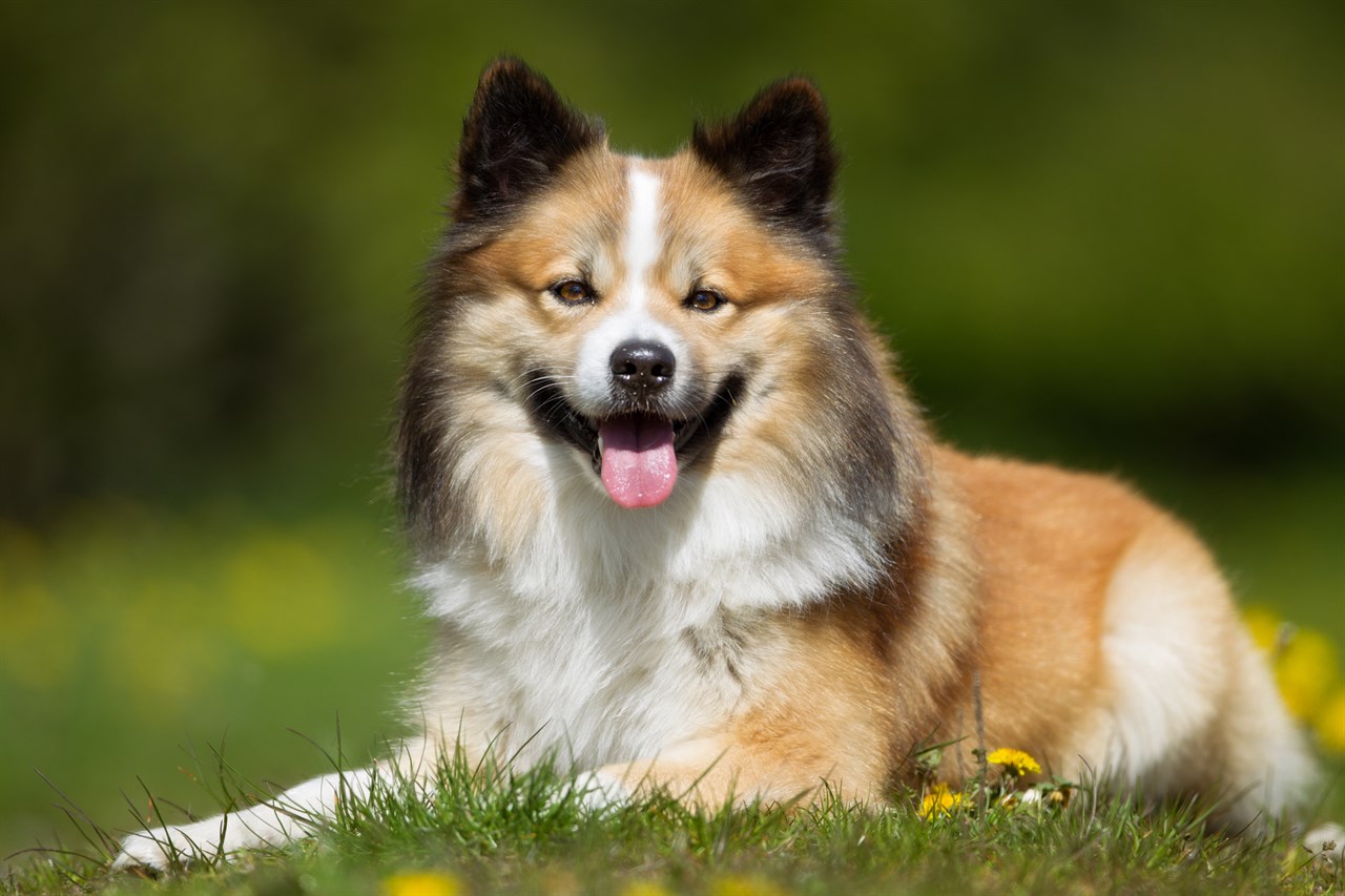 Icelandic Sheepdog Dog sitting down on a green grass ground smiling wide at the camera