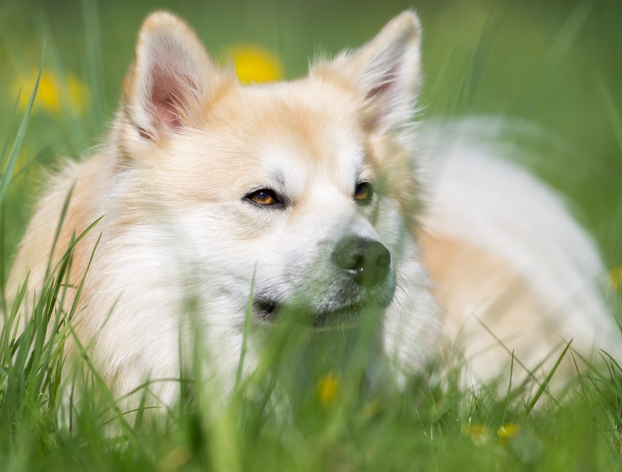 Close up view of Icelandic Sheepdog Dog sitting down on tall green grass