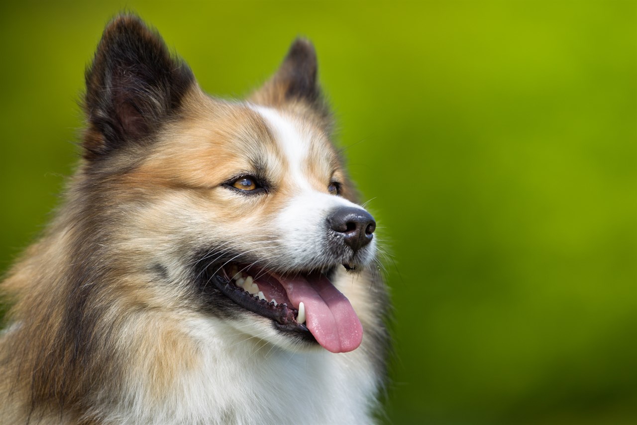 Close up view of Icelandic Sheepdog Dog smiling wide with its tongue sticking out