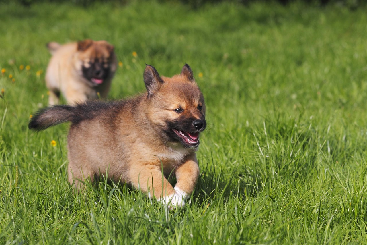 Couple of Icelandic Sheepdog Puppies happily running together on green grass field