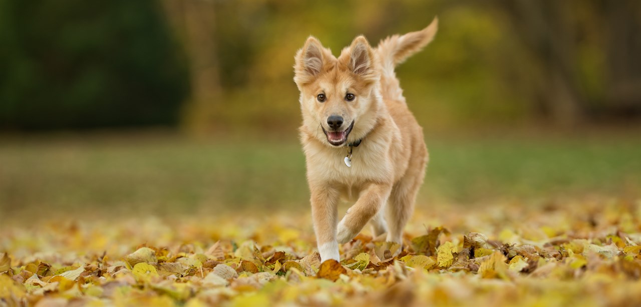 Icelandic Sheepdog Puppy running on dried leaves covered field