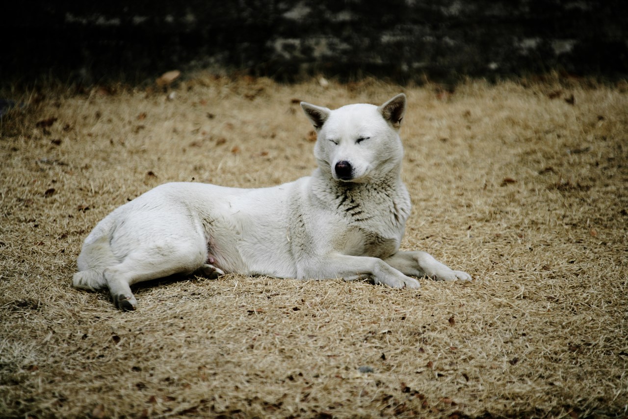 Jindo Dog lying down on dried grass field closing its eyes