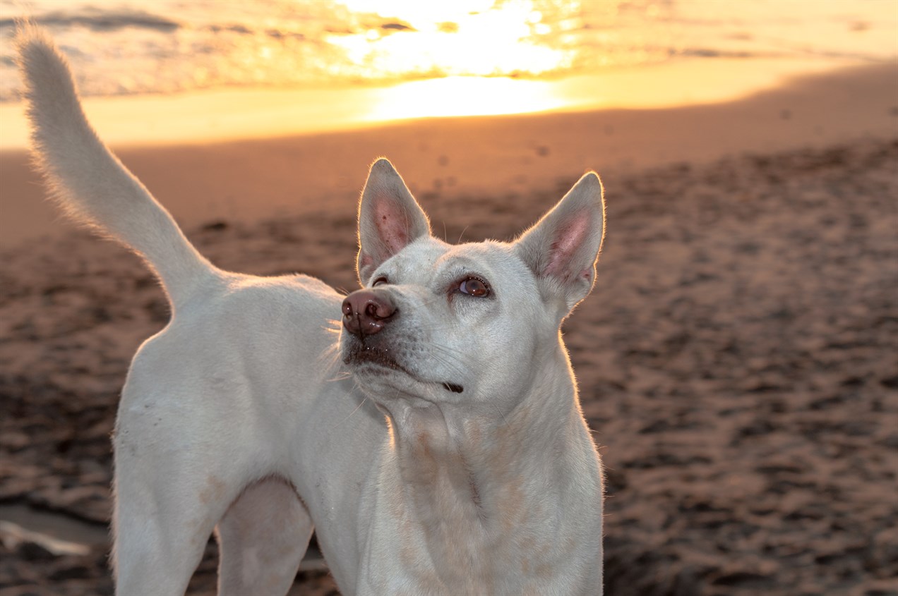 Jindo Dog standing on the beach during sunset