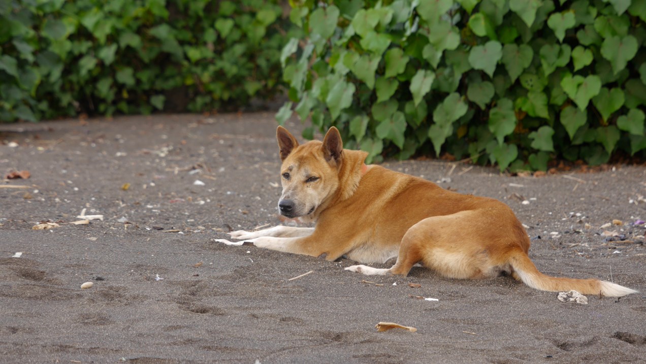 Jindo Dog sitting down on a dirt road next to a shrubs