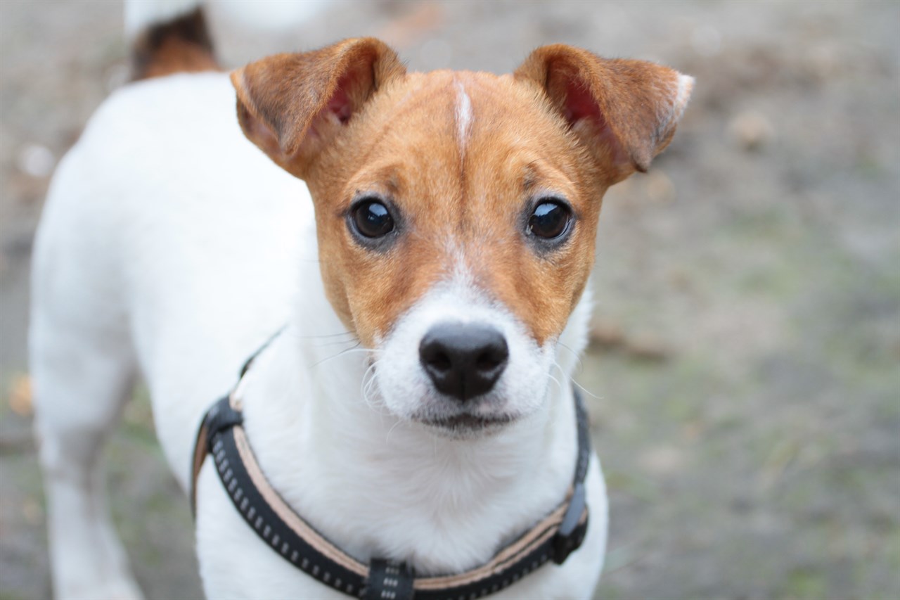 Close up view of Miniature Fox Terrier Dog looking straight towards the camera