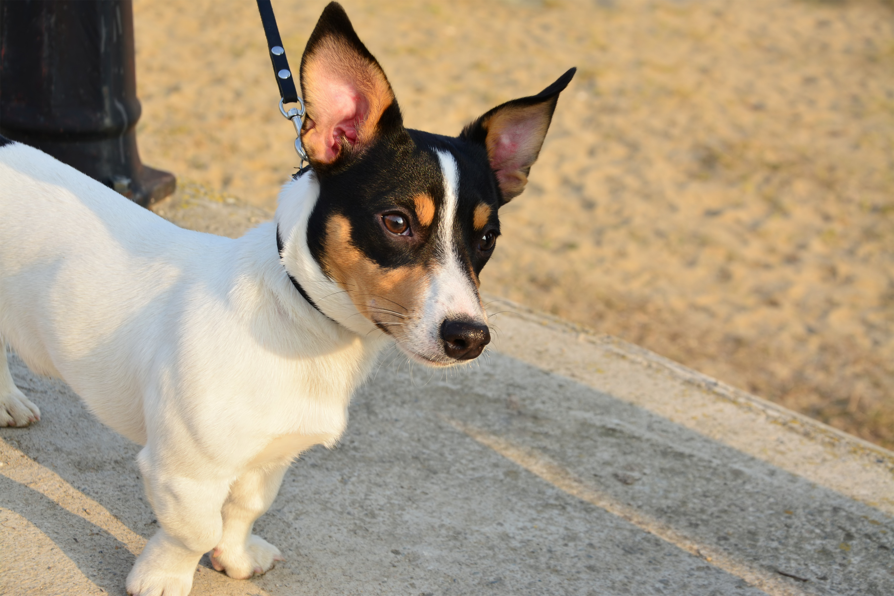 Miniature Fox Terrier Dog standing on concrete floor next to the sandy beach