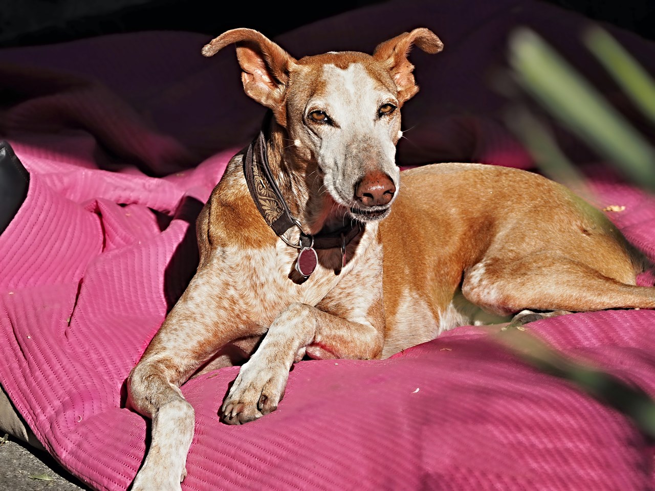 Podenco Canario sitting on red pillow outdoor looking at the camera