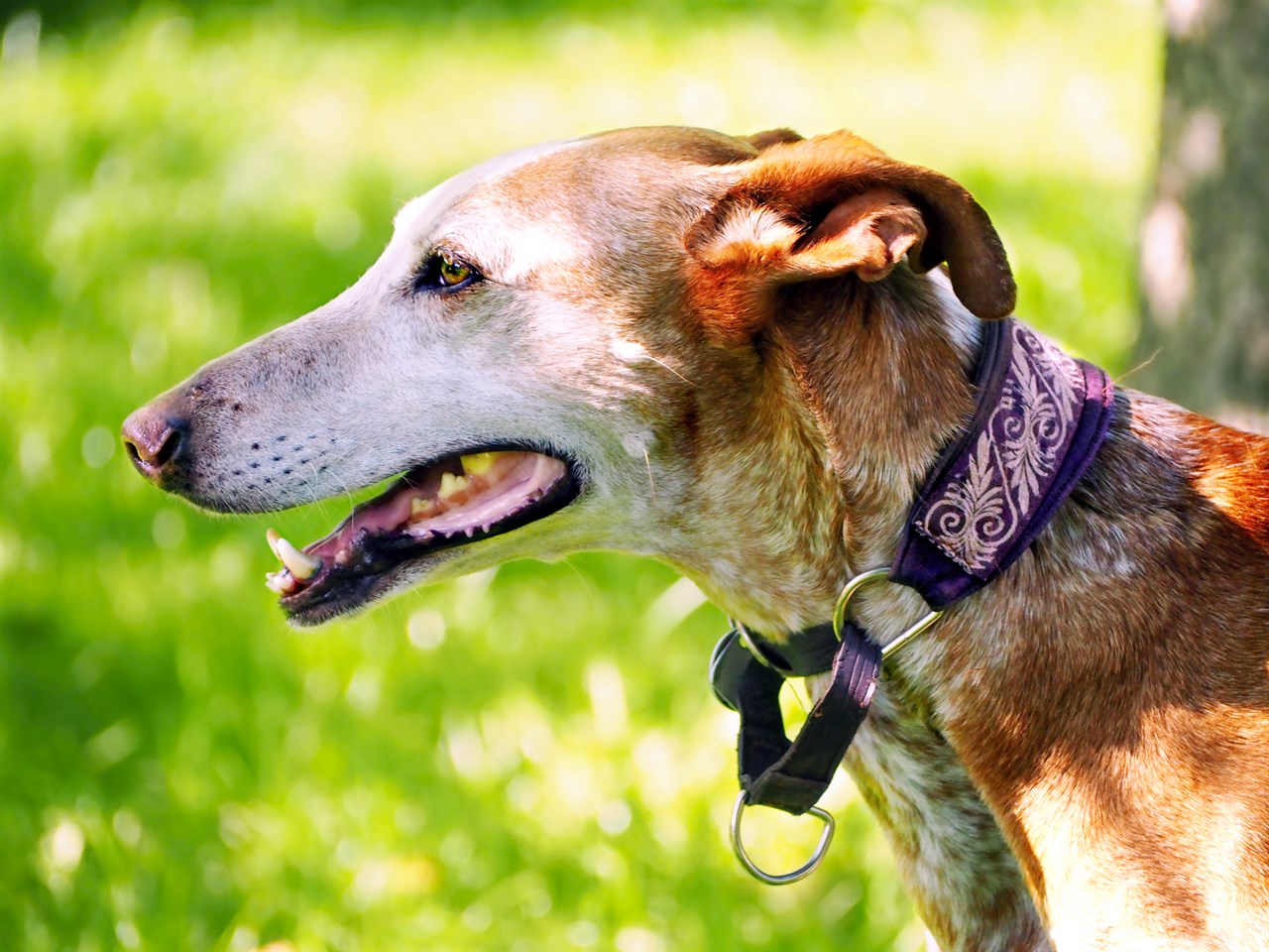 Close up view of Podenco Canario smiling