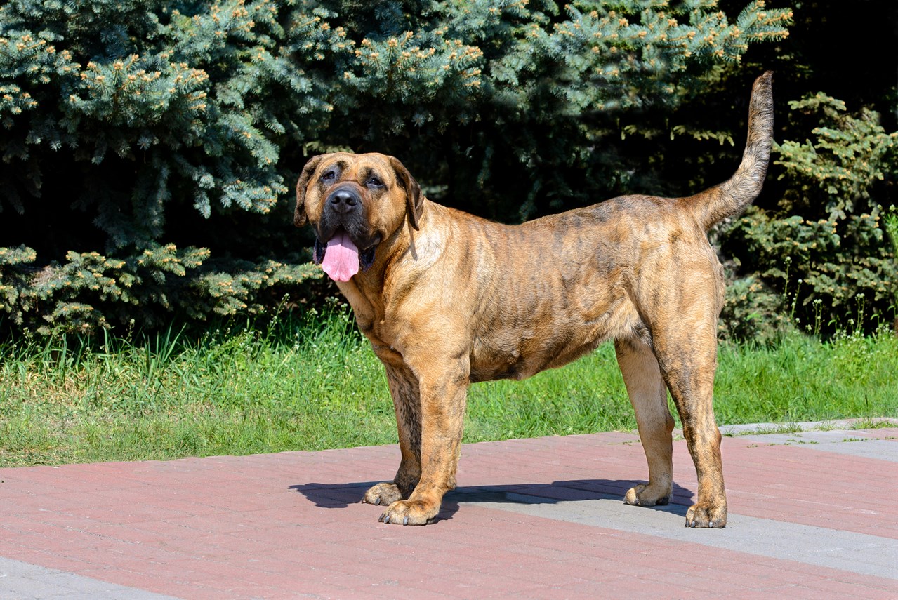 Presa Canario Dog standing next to a pine trees smiling at the camera